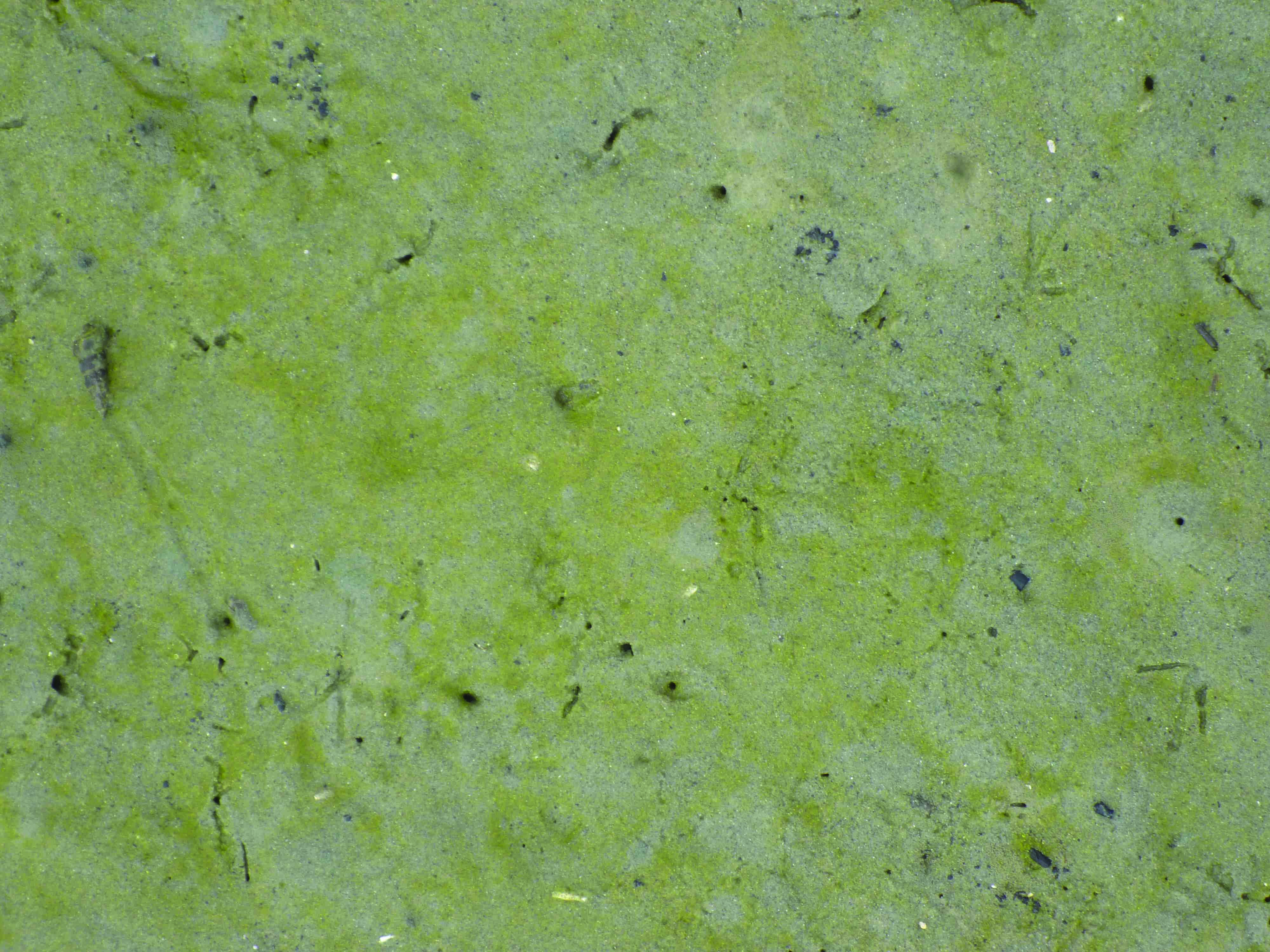 Benthic diatom (green scum)